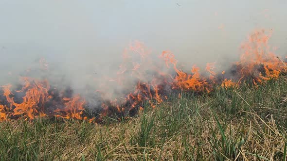 Dangerous Wild Fire in Nature Burns Dry Grass