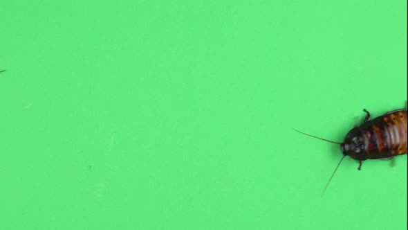 Two Madagascar Cockroach Crawls. Green Screen. View From Above alt