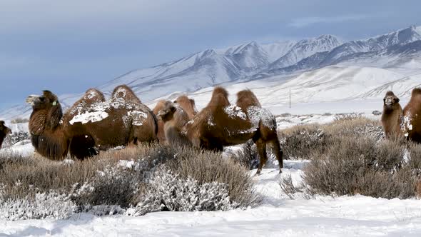 Herd of Furry Camels in Winter Landscape Against Altai Mountains alt