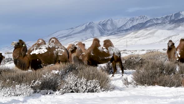 Herd of Furry Camels in Winter Landscape Against Altai Mountains