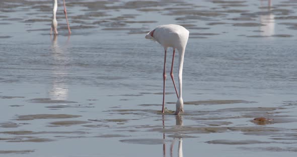 Flamingo Feeding in Shallow Water