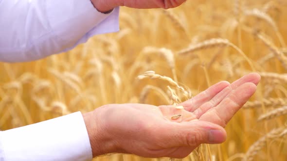 The Hands of a Farmer Close-up Holding a Handful of Wheat Grains in a Wheat Field.