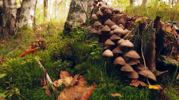 Forest Toadstool Mushrooms Grow on a Rotten Stump