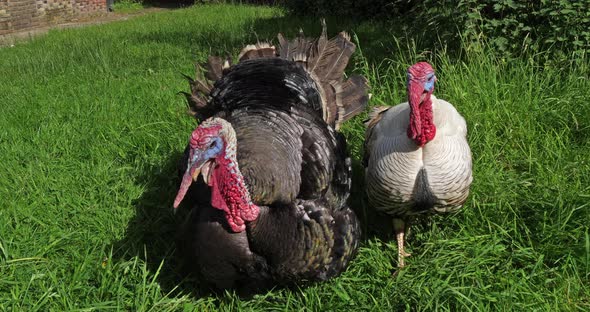 Royal Turkey, Males calling, Normandy in France, slow motion 4K alt