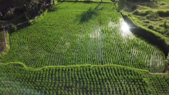 Young Rice Fields in Bali