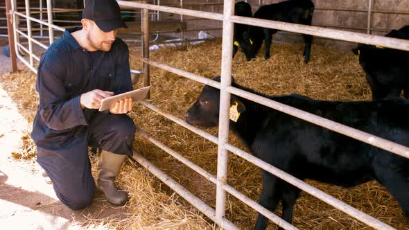 Cattle farmer using digital tablet alt