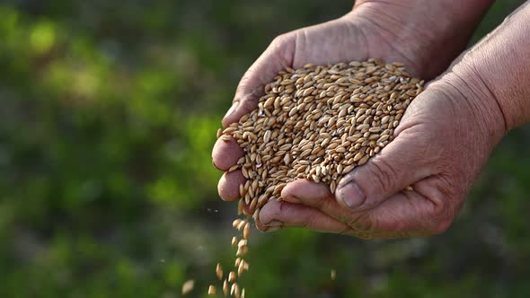 women's hands pour wheat grains through their fingers. Spring harvest from the fields. Close-up.