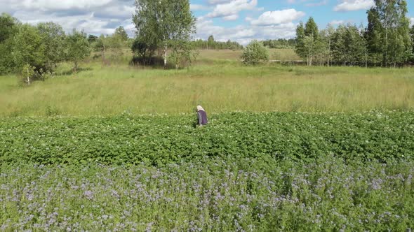 Woman Farmer Pick Colorado Beetle in Small Potato Field Aerial Low Angle Shot alt