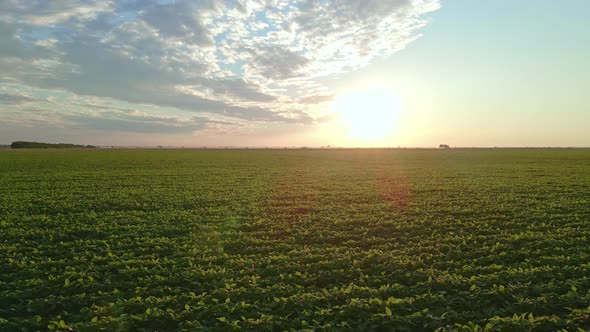 Soybean Field Rows In Sunset