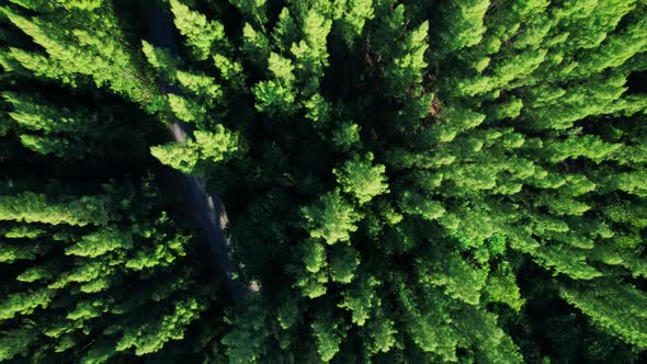 Beautiful tropical pine forest. 4K alt