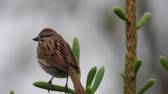 Sparrow bird on fresh new bud pine tree in Canadian gracious scene in a blurred background alt
