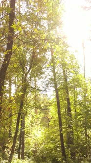 Vertical Video of Trees in the Forest in Autumn alt