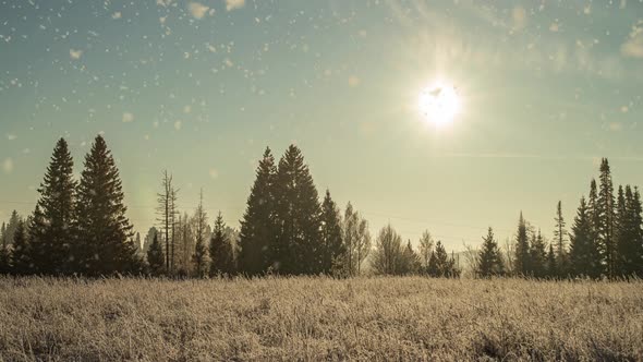 Tree Pine Spruce in Magic Forest Winter with Falling Snow Sunny Day alt