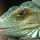 Iguana also known as Common iguana or American iguana. Selective focus. - VideoHive Item for Sale