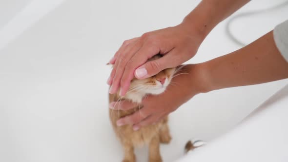 Woman Washes Cute Ginger Cat. Fluffy Wet Pet Meows and Tries To Escape From Bathtub. alt