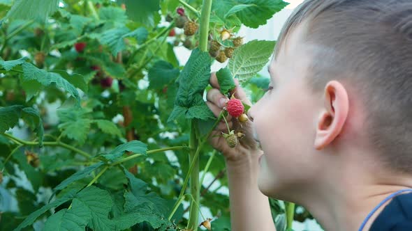 Caucasian boy picks raspberries from a bush on a summer day. A child picks raspberries. Berry garden alt
