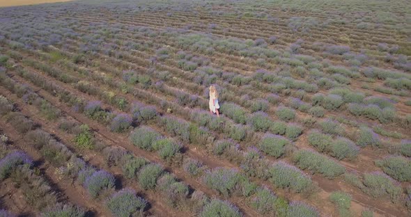 Aerial Drone View of Woman Walking in Lavender Field