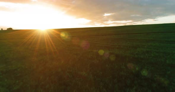 Flight Above Rural Summer Landscape with Endless Yellow Field at Sunny Summer Evening alt
