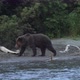 Wild Hungry Brown Bear Walking Along Riverbank, Looking Around in Search of Food - Red Salmon Fish - VideoHive Item for Sale