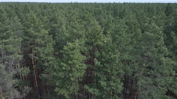 Green Pine Forest By Day Aerial View alt