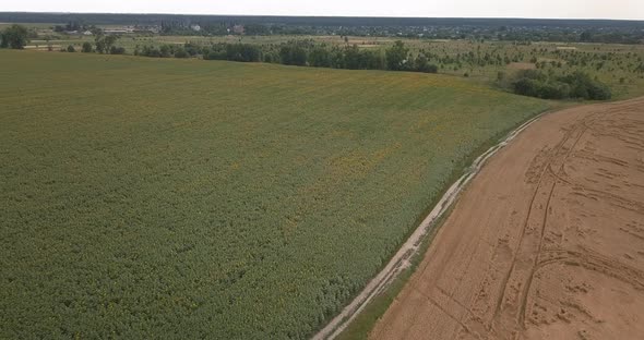 Drone Flight Over a Wheat Field on a Summer, Sunny Day