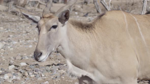 african elan african animal walking across frame alt