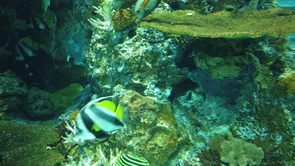 The Underwater World alt