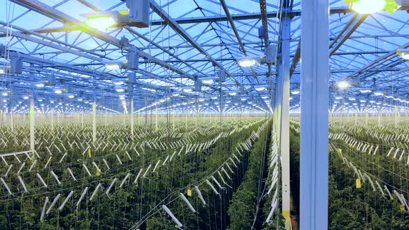 Greenery with Artificial Lighting and Multiple Rows of Plants alt