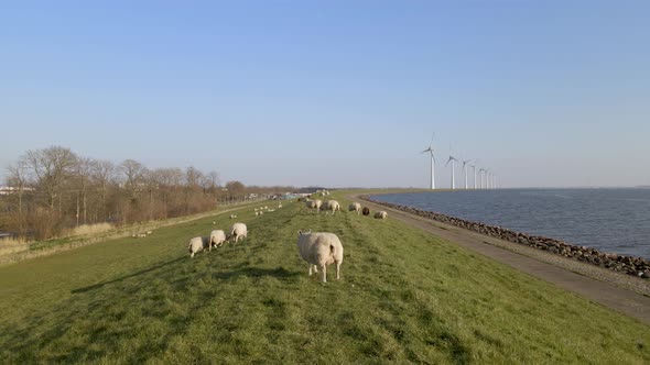 Slowly pullback from Sheep herd on Grass field near lake in Holland alt