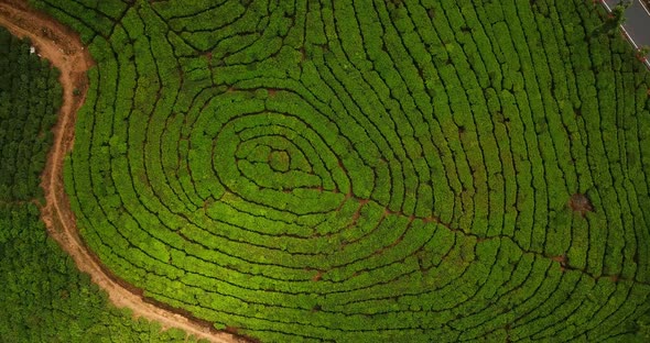 Green Tea plantation in highlands of India in Munnar hills as a rural job for labor women workers ha alt