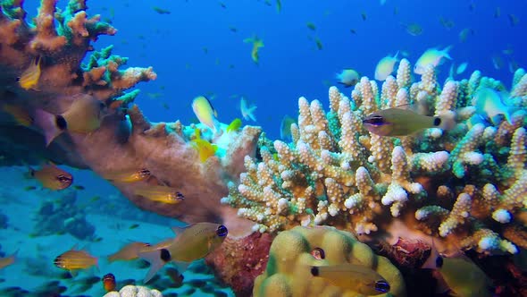 Underwater Scene, Stock Footage | VideoHive