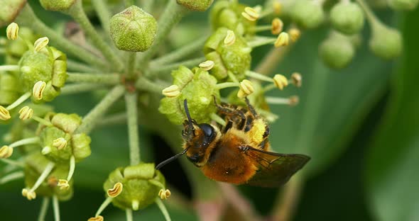 European Honey Bee, apis mellifera, Adult gathering pollen on Ivy's Flower, hedera helix, Normandy alt