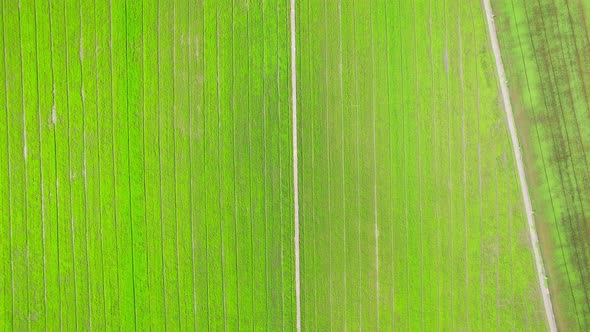 The sapling of the green rice plant. Video of fresh spring rice field alt