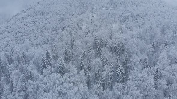 Aerial shot: spruce and pine winter forest completely covered by snow. alt