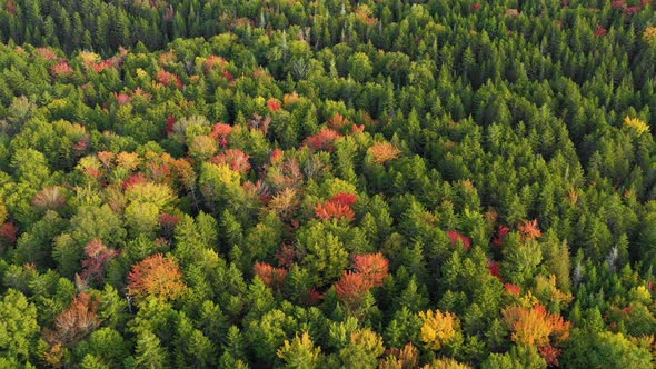 Aerial drone shot flying diagonally over the top of colorful autumn trees in the forest as summer en alt