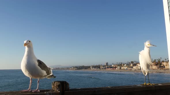 White Snowy Egret on Pier Railings California USA