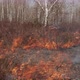 Dry Grass Burns In The Forest - VideoHive Item for Sale