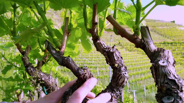 Ring excessive shoots from vines in a vineyard alt