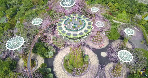 Aerial Footage of Supertree Grove Done By Drone Going Down Along the Tree, Gardens By the Bay