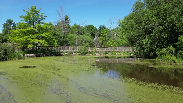 Polluted pond with green algae in dirty water and walking bridge alt