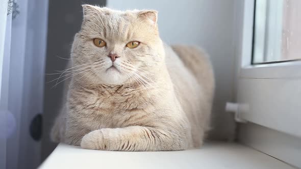 Cute Curious Scottish Fold Cat Relaxing at Home Next to the Window Closeup Portrait alt