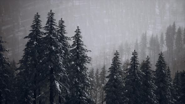Winter Snow Covered Cone Trees on Mountainside alt