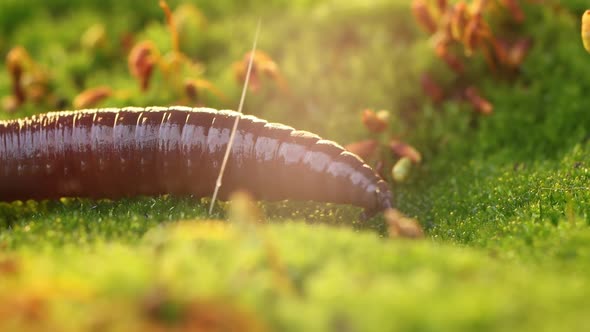 An Earthworm Is a Terrestrial Invertebrate That Belongs To the Class Clitellata alt