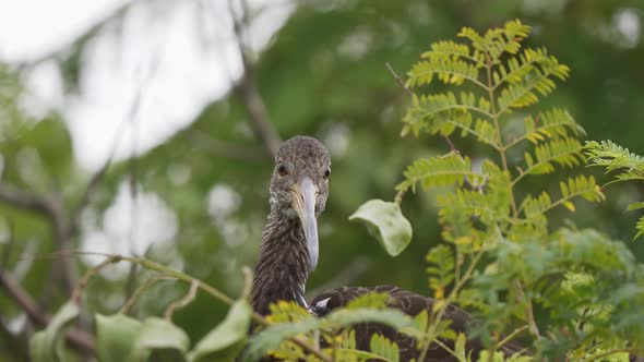Close up of a limpkin bird looking around while standing on a branch surrounded by green leaves. Slo alt