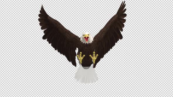 Bald Eagle Flying Attack - II