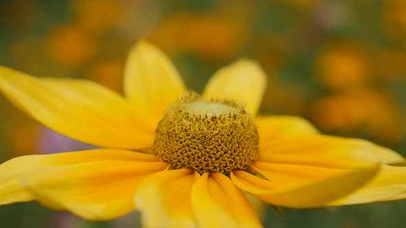Shallow DOF Rudbeckia hirta Irish Spring flower  background  4K 3840X2160 30fps  UltraHD footage - Y alt