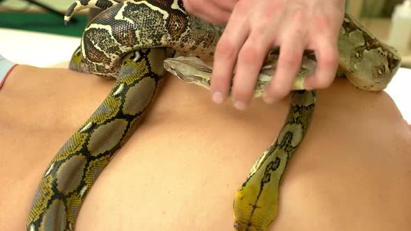 Close Up Snake on Male Body alt