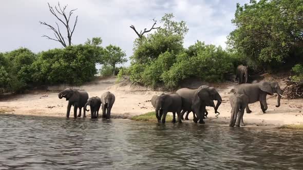 Small herd of African Elephants gathers on the river's edge to drink alt