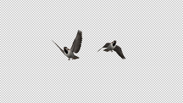 Sparrow Birds - 2 Flying Over Screen II - Transparent Transition - Alpha Channel