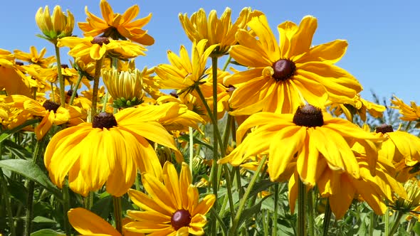 Goldstorm Flowers and Bees alt